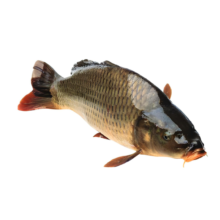 Cá